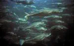 SeaSurf: Multi-Species Dynamics Above and Beneath the Sea Surface